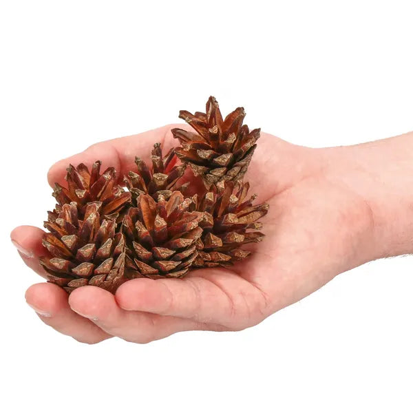 Natúr fenyőtoboz készlet dekorációhoz, 500 g, 3–6 cm