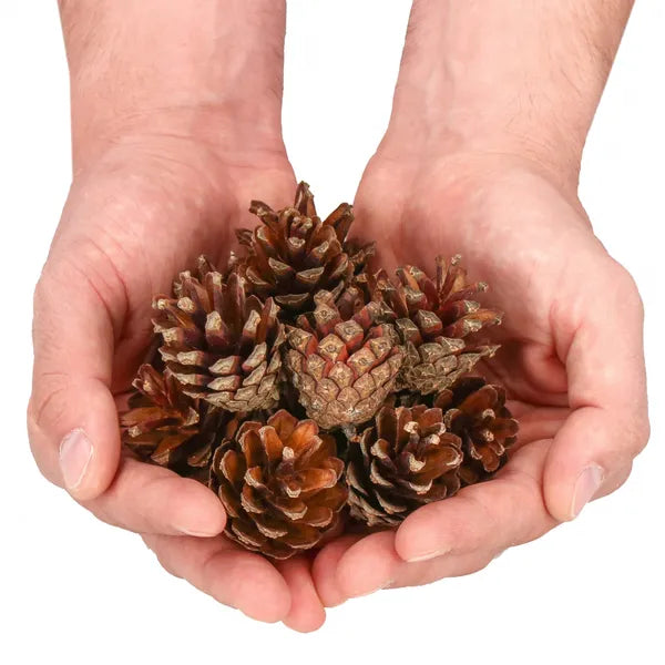 Natúr fenyőtoboz készlet dekorációhoz, 500 g, 3–6 cm