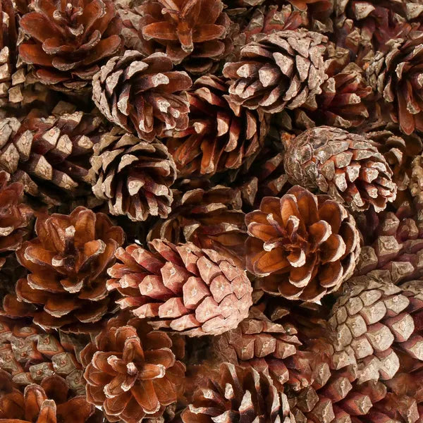 Natúr fenyőtoboz készlet dekorációhoz, 500 g, 3–6 cm