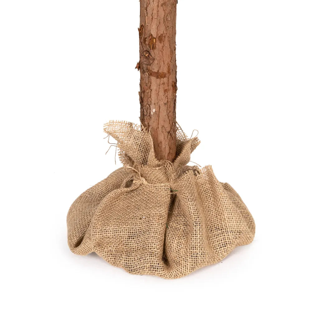 Karácsonyfa, műfenyő magasított törzzsel, díszítőelemekkel, 160 cm, zöld